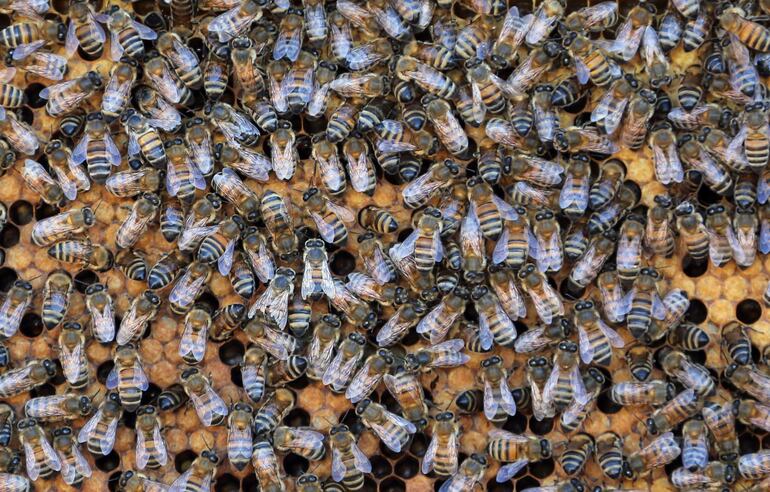 Abejas en su panal. 