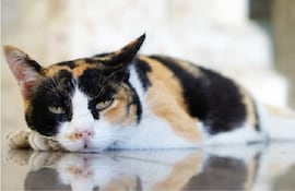 La hipopotasemia es una alteración electrolítica muy común en gatos: Los casos son leve o moderada y presentan falta de apetito y letargo, y puede ser mortal si no se trata.