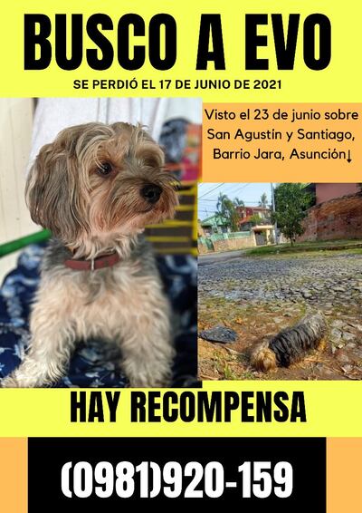 Evo, perro perdido en Asunción.