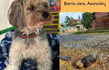 Evo, perro perdido en Asunción.