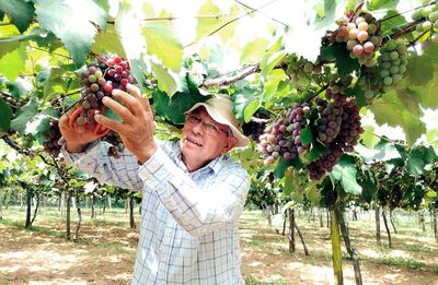 Más de un millón de kilos de uva van a disponer en esta temporada de cosecha. La fruta se está ofreciendo a G. 100.000 por caja de 10 kilos.