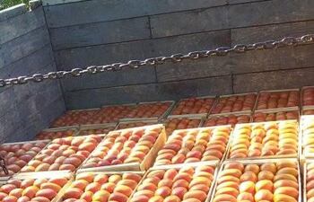 Cosecha masiva de tomate hace bajar el precio