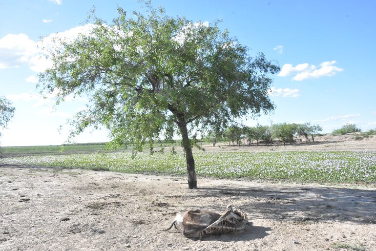 La mortandad de animales por insuficiencia de agua es una realidad en la zona de Tte. Esteban Martínez y fortín Caballero.