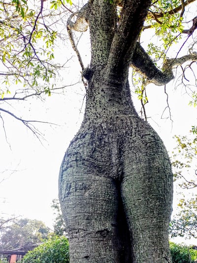 La llamativa forma de este árbol se asemeja a la silueta de una mujer, de ahí su nombre de “Doncella”.