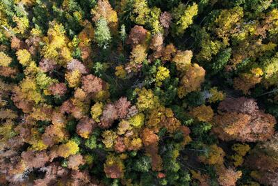 Vista aérea de un bosque, en la isla de Córcega.