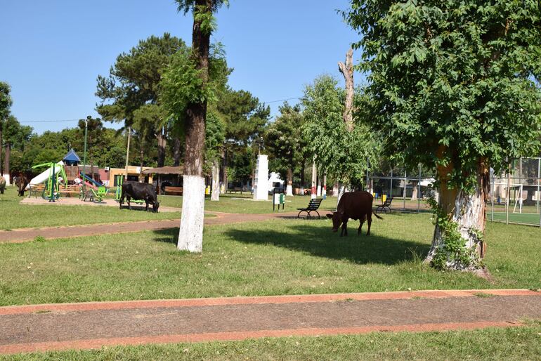 Otro sector de la plaza de la ciudad de Buena Vista con los animales pastando en el espacio público.