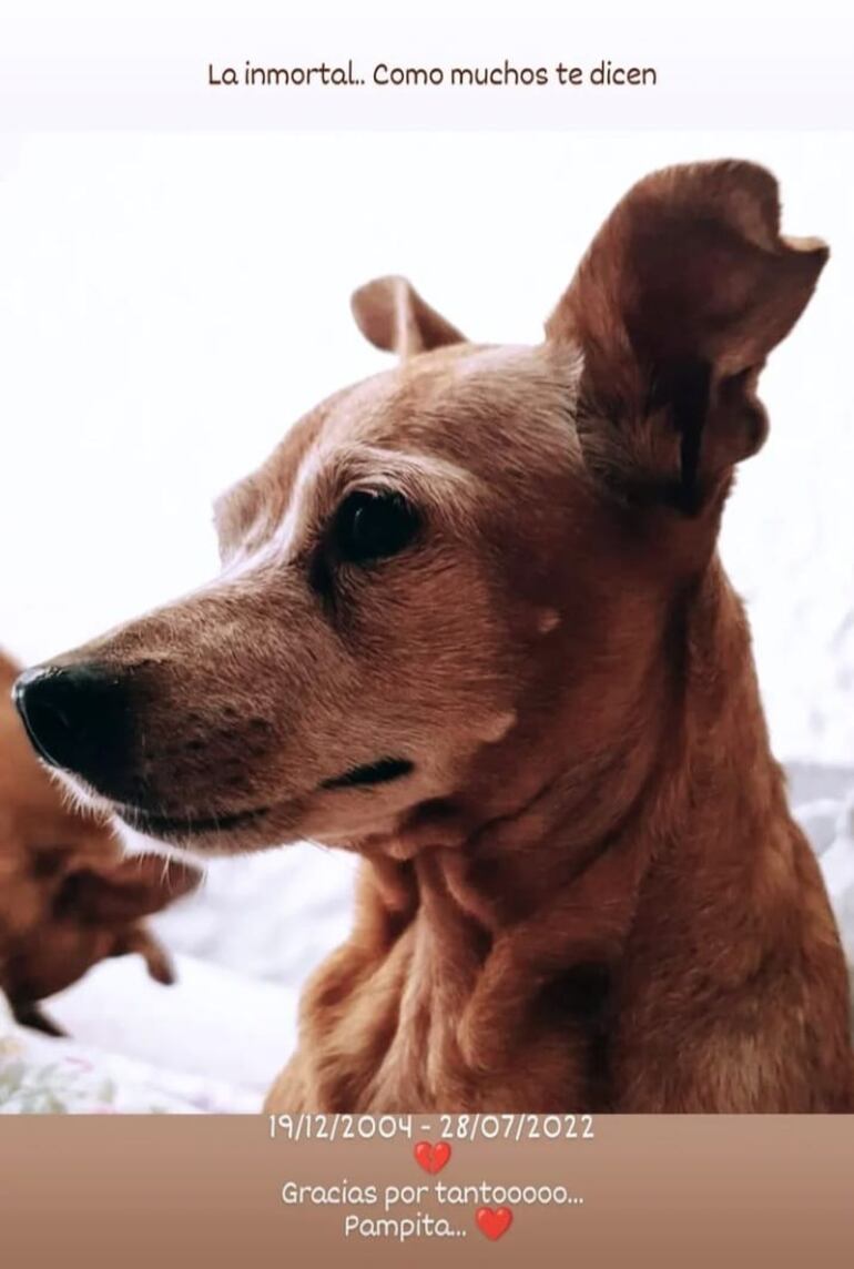 Emotiva postal compartida por Susan Zaldívar para recordar a su hija perruna. (Captura de la historia de Instagram de Susan Zaldívar)