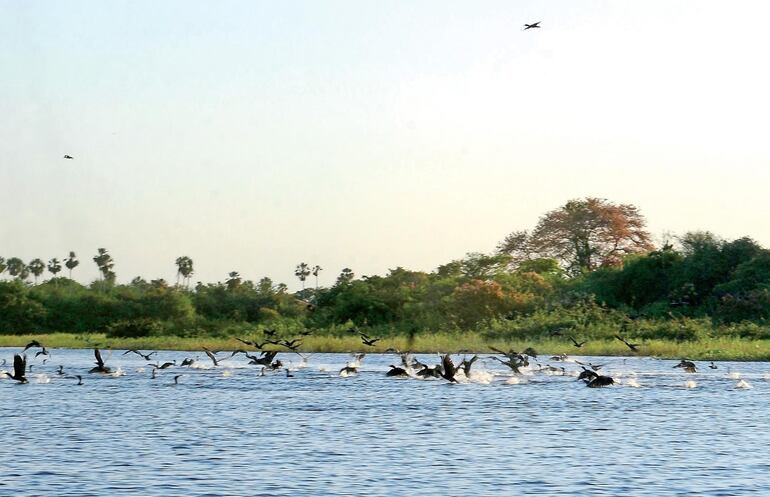 Bandadas de aves son postales seguras durante el trayecto de la Bioceánica. 