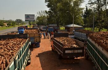 La mandioca es uno de los rubros más importantes de la pequeña finca familiar, tanto para la generación de ingresos para la venta a las industrias y a los mercados, como así también para la seguridad alimentaria de la familias de los productores; y también, para la alimentación de los animales.