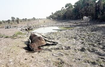 La sequía comienza a causar de nuevo mortandad de animales vacunos en el Chaco.