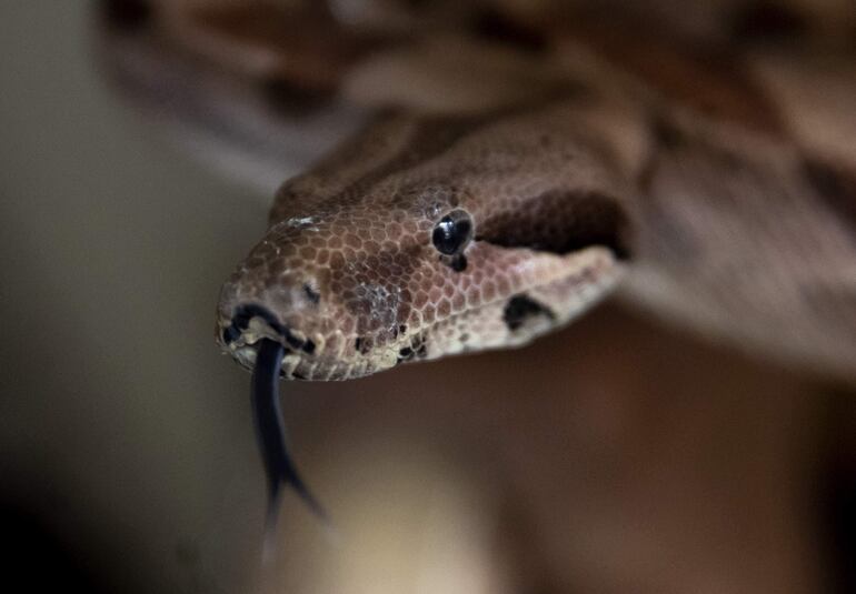 Una boa común (Boa constrictor imperator) en la casa del coleccionista José Delgadillo, en la ciudad de Matagalpa (Nicaragua).