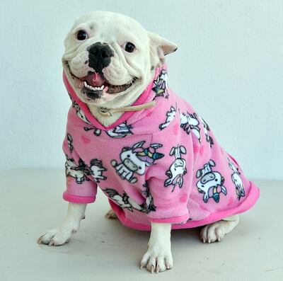 Para nuestras amadas mascotas