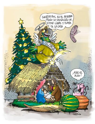 Lorito óga se siente al fin libre en el pesebre