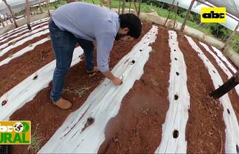 Pruebas a campo de variedades de tomate híbrido