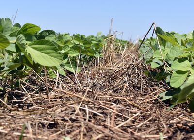 Una buena estructura de suelo, con abundante cobertura, será fundamental para que la semilla de soja que será sembrada tenga las condiciones para su desarrollo.