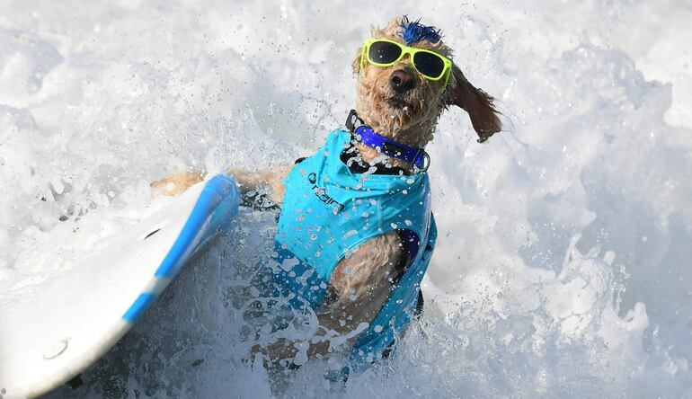 Rusty, un perro labrador surfista.