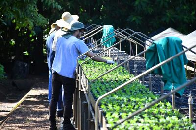 El vivero produce 129 especies diferentes de plantines.