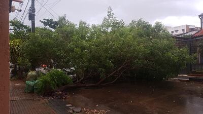 Árboles cayeron sobre los cables de la ANDE, lo que produjo  cortes de energía eléctrica ayer tras la tormenta.