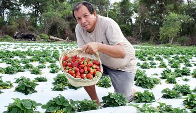 Óscar Sánchez  muestra la excelente cosecha de frutilla en su finca. Dijo que están capacitados para proveer en grandes cantidades  a empresas.