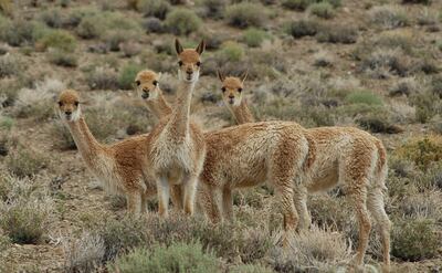 En la región norte la Puna, que muestra un grupo de vicuñas. La vicuña es un símbolo de la puna andina en países como Argentina. Y en torno a este camélido silvestre, de simpático aspecto, se conserva, adaptada a los tiempos, una ancestral tradición que los pueblos indígenas iniciaron como método de subsistencia: es el chaku, la práctica de esquila con la que se obtiene, preservando al animal, la lana más fina del mundo.