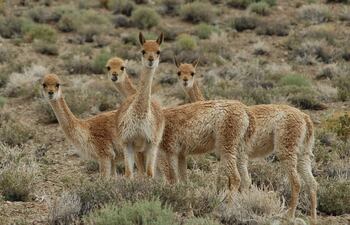 En la región norte la Puna, que muestra un grupo de vicuñas. La vicuña es un símbolo de la puna andina en países como Argentina. Y en torno a este camélido silvestre, de simpático aspecto, se conserva, adaptada a los tiempos, una ancestral tradición que los pueblos indígenas iniciaron como método de subsistencia: es el chaku, la práctica de esquila con la que se obtiene, preservando al animal, la lana más fina del mundo.