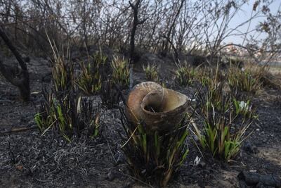 En las zonas quemadas quedaron basura y bolsas de basura, botellas, focos, estructuras de madera, cubiertas y plantas. En las zonas quemadas quedaron basura y bolsas de basura, botellas, focos, estructuras de madera, cubiertas y plantas. En la foto, la caparazón de un caracol quemado.