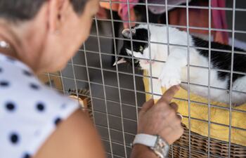 La organización anunció que estarán disponibles gatos para la adopción.