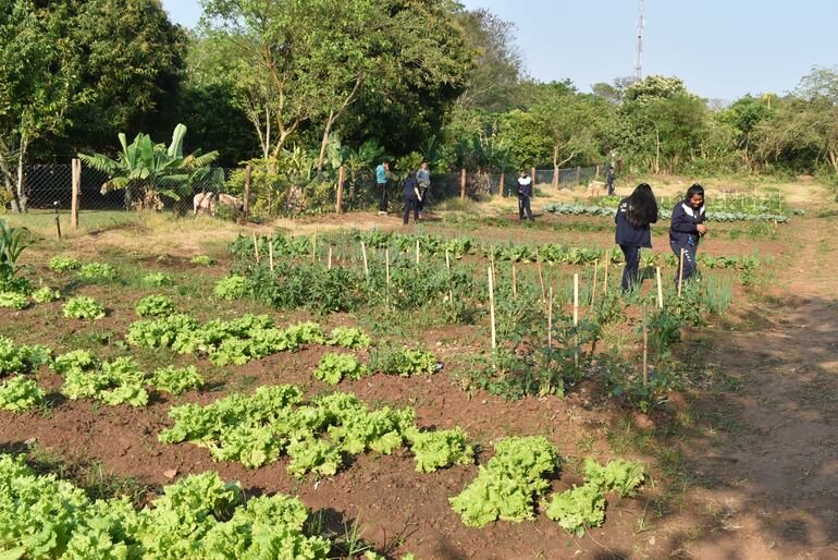 Huerta de alumnos en Santiago Misiones.