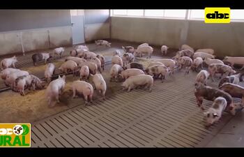 México envía carne de cerdo a Canadá