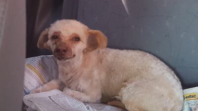 Solicitan que sus dueños vayan a buscarla.