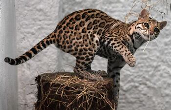 Un leopardo (Leopardus pardalis) en proceso de rehabilitación en Bogotá, Colombia.