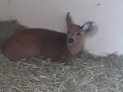 Ejemplar de ciervo de los pantanos  que nació en cautiverio.