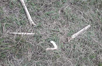 Los restos óseos fueron encontrados por el capataz del establecimiento en San Roque González.