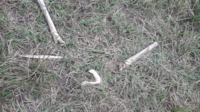 Los restos óseos fueron encontrados por el capataz del establecimiento en San Roque González.