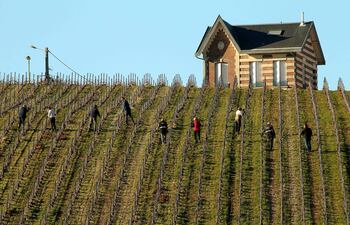 Las vides para producir uva de mesa y las cepas destinadas a fabricar vino comenzaron a cultivarse de forma simultánea hace unos 11.000 años, coincidiendo con la llegada de la agricultura, y unos 4.000 años más tarde de lo que la mayoría de los estudios científicos apuntaban hasta ahora.