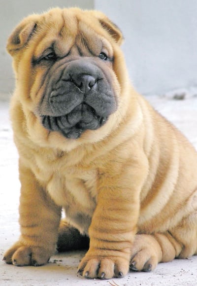 Los perros de la raza shar pei son muy valorados en el mercado local. (Imagen ilustrativa).