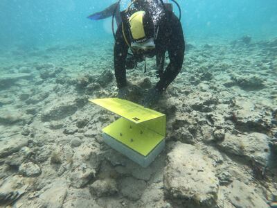 Un buzo coloca carteles indicativos de el yacimiento arqueológico de Pavlopetri, la ciudad sumergida más antigua del mundo, situada en la punta austral de la península del Peloponeso en Grecia.
