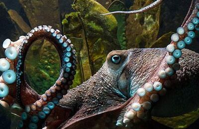 Especies como el pulpo, el calamar o la sepia son algunas de las más reconocidas de una clase de invertebrados marinos que representan el 2,5 % de la producción mundial de alimentos procedentes del mar.