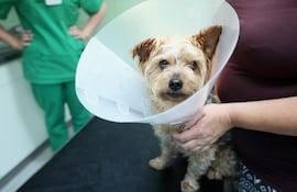 Los problemas dermatólogicos son frecuentes en veterinaria y existen varios factores que predisponen la aparición.