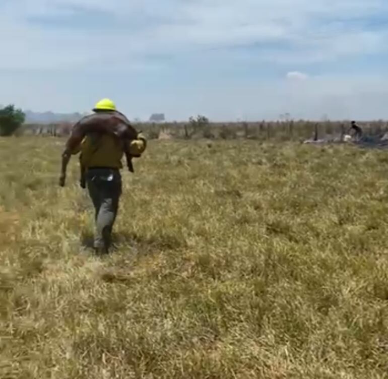 En Misiones, un voluntario rescata un animal ante la amenaza.