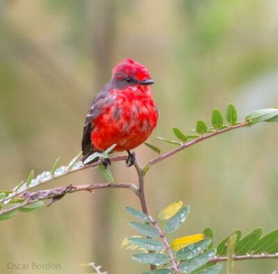 Guyra tata (Pyrocephalus rubinus, juvenil), fotografía gentileza de Oscar Bordon, Naturaleza de Paraguay en fotografía.