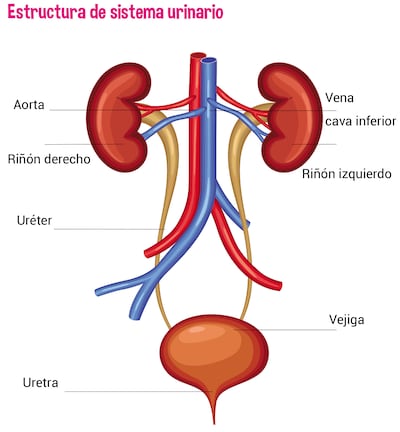 Estructura del sistema urinario