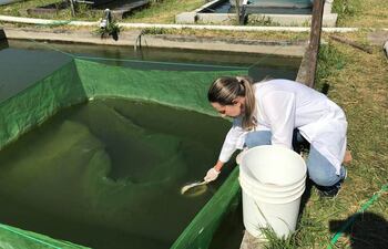 Ingeniería acuícola es la carrera creada a iniciativa de la Entidad Binacional Yacyretá, cuyo Director en ese entonces Ing. Fulgencio Rodríguez, ideólogo, solicitó a las autoridades de la UNP la puesta en marcha del proyecto.