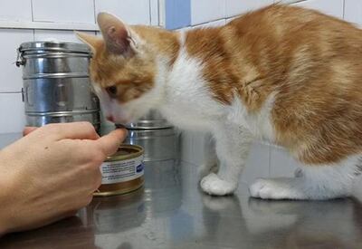 Los gatos de compañía desarrollan vínculos con sus dueños humanos similares a los que forman niños y perros con sus cuidadores.