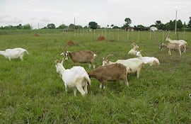 En el Paraguay existen cerca de 400.000 ejemplares caprinos, de los cuales el 70% están en el Chaco.