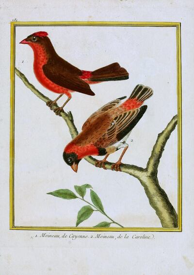 El Friquet huppé de Buffon o Fringilla cristata de Linneo, es decir, el Coryphospingus cucullatus cucullatus con el cual Azara identificó a su Araguirá, que en realidad es el C. cucullatus rubescens (Swainson, 1825), Histoire naturelle des oiseaux, estampa iluminada número 181 de Martinet correspondientes al Moineau, de Cayenne (fig. 1, C. cucullatus cucullatus) y al Moineau, de la Caroline Archivo General Militar de Madrid (08400)