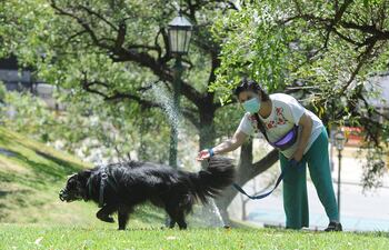 Los investigadores belgas han comprobado en cuatro reservas naturales de Gante, en el norte de país, que los perros aportan una media de 11 kilos de nitrógeno y 5 kilos de fósforo por hectárea, lo que implica “una fertilización importante que hasta ahora se ha ignorado, pero que puede ser perjudicial para la biodiversidad y el funcionamiento del ecosistema”.