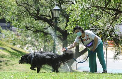Los investigadores belgas han comprobado en cuatro reservas naturales de Gante, en el norte de país, que los perros aportan una media de 11 kilos de nitrógeno y 5 kilos de fósforo por hectárea, lo que implica “una fertilización importante que hasta ahora se ha ignorado, pero que puede ser perjudicial para la biodiversidad y el funcionamiento del ecosistema”.