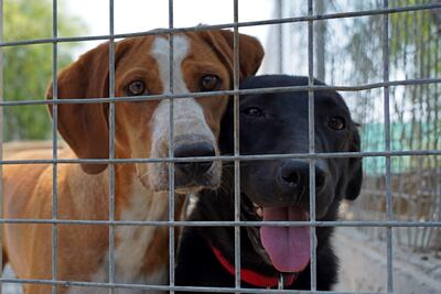 Dos perros miran con ternura al fotógrafo.