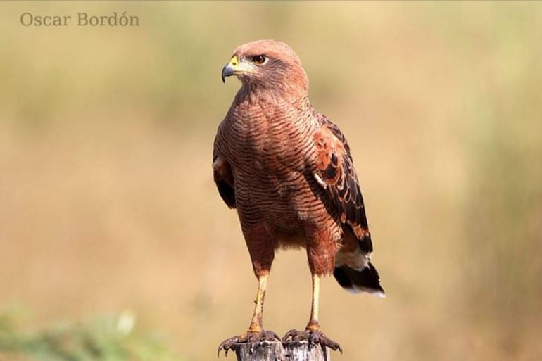 Taguato pytã (Heterospizias meridionalis), foto gentileza de Oscar Bordon, Naturaleza de Paraguay en fotografía